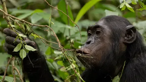 Apes Ingesting the Equivalent of One Lager Per Day from Ripe Produce, Study Finds